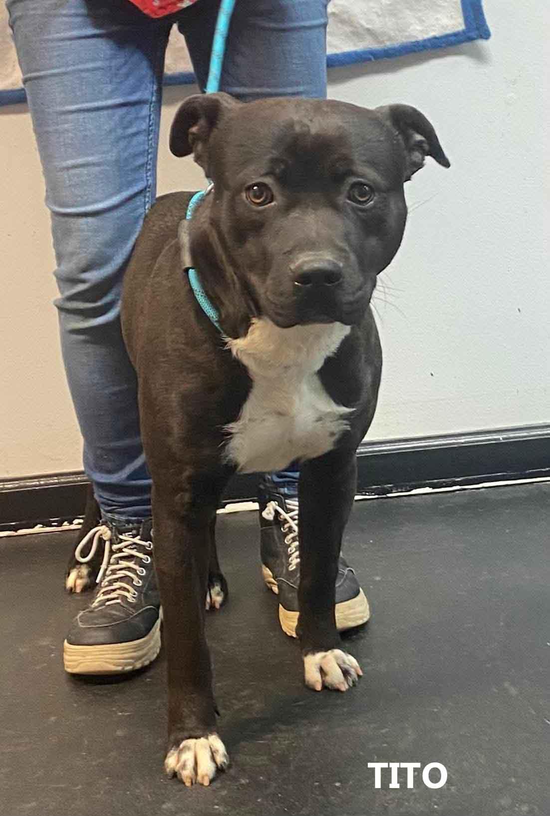 Enlarge Tito, a Adoptable mixed breed in Washington, GA image 3/4