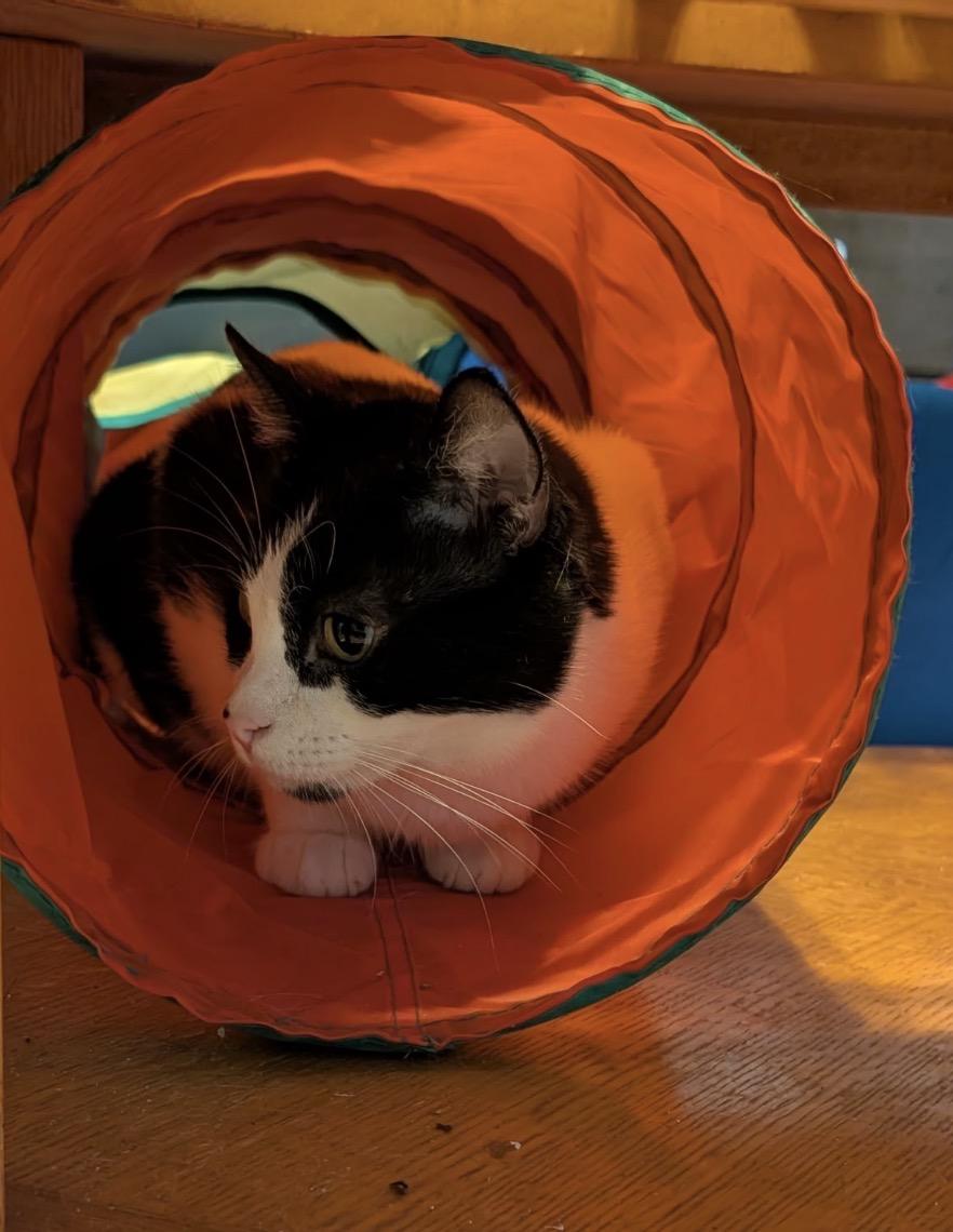 Enlarge Posey (Sweet & affectionate, a ADOPTABLE Domestic Short Hair in Staten Island, NY image 5/5