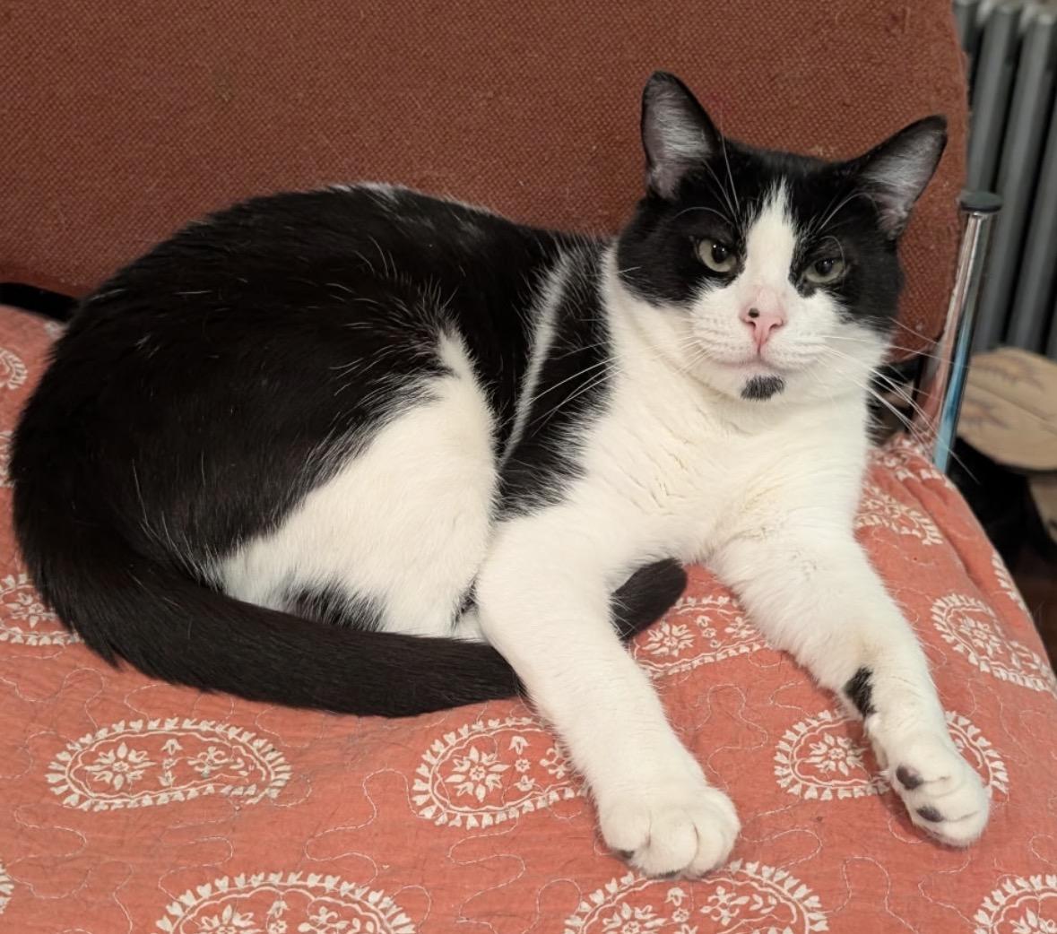 Posey (Sweet & affectionate, ADOPTABLE, Adult Female Domestic Short Hair.