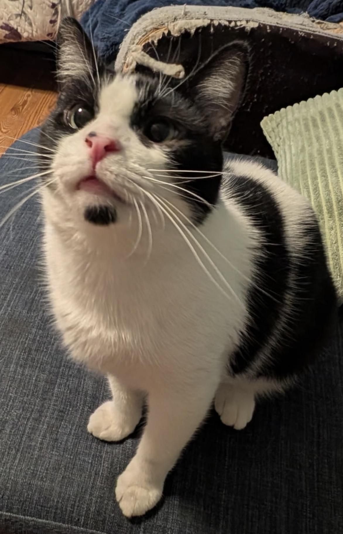 Enlarge Posey (Sweet & affectionate, a ADOPTABLE Domestic Short Hair in Staten Island, NY image 2/5