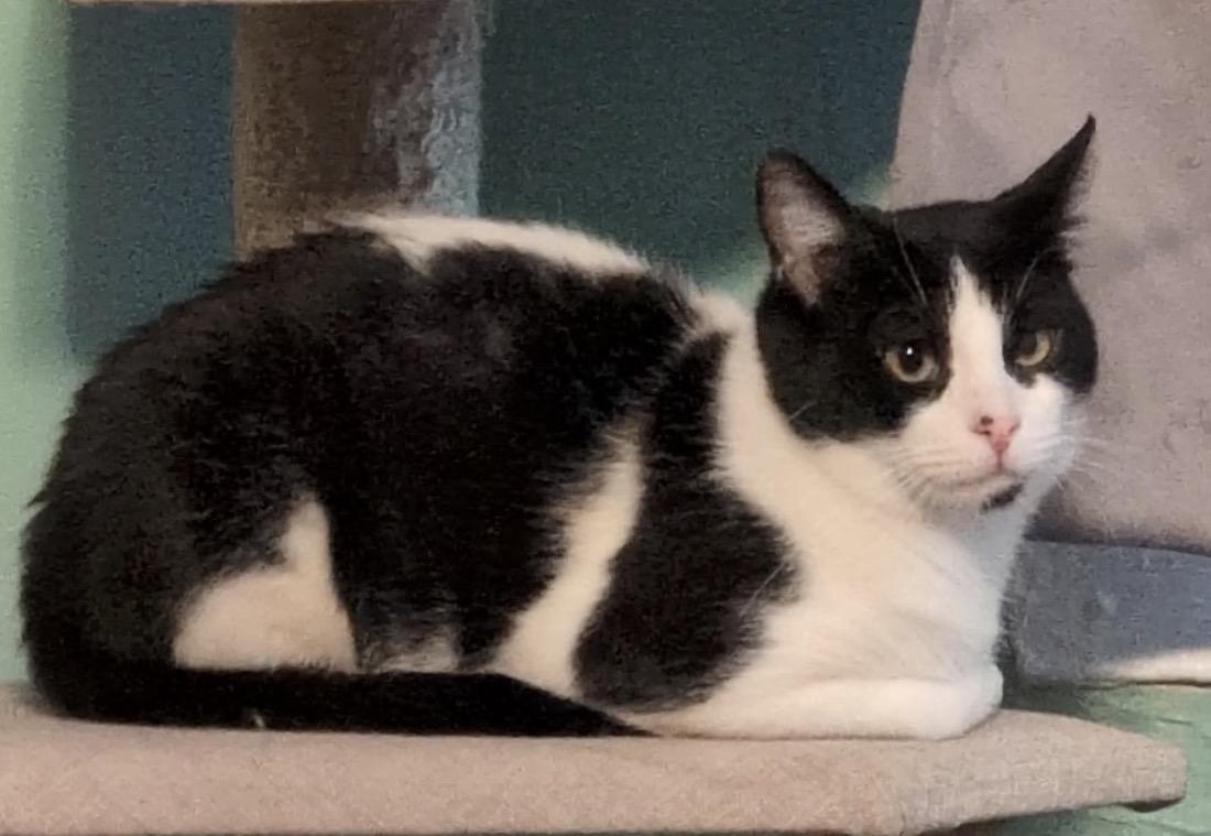 Enlarge Posey (Sweet & affectionate, a ADOPTABLE Domestic Short Hair in Staten Island, NY image 3/5