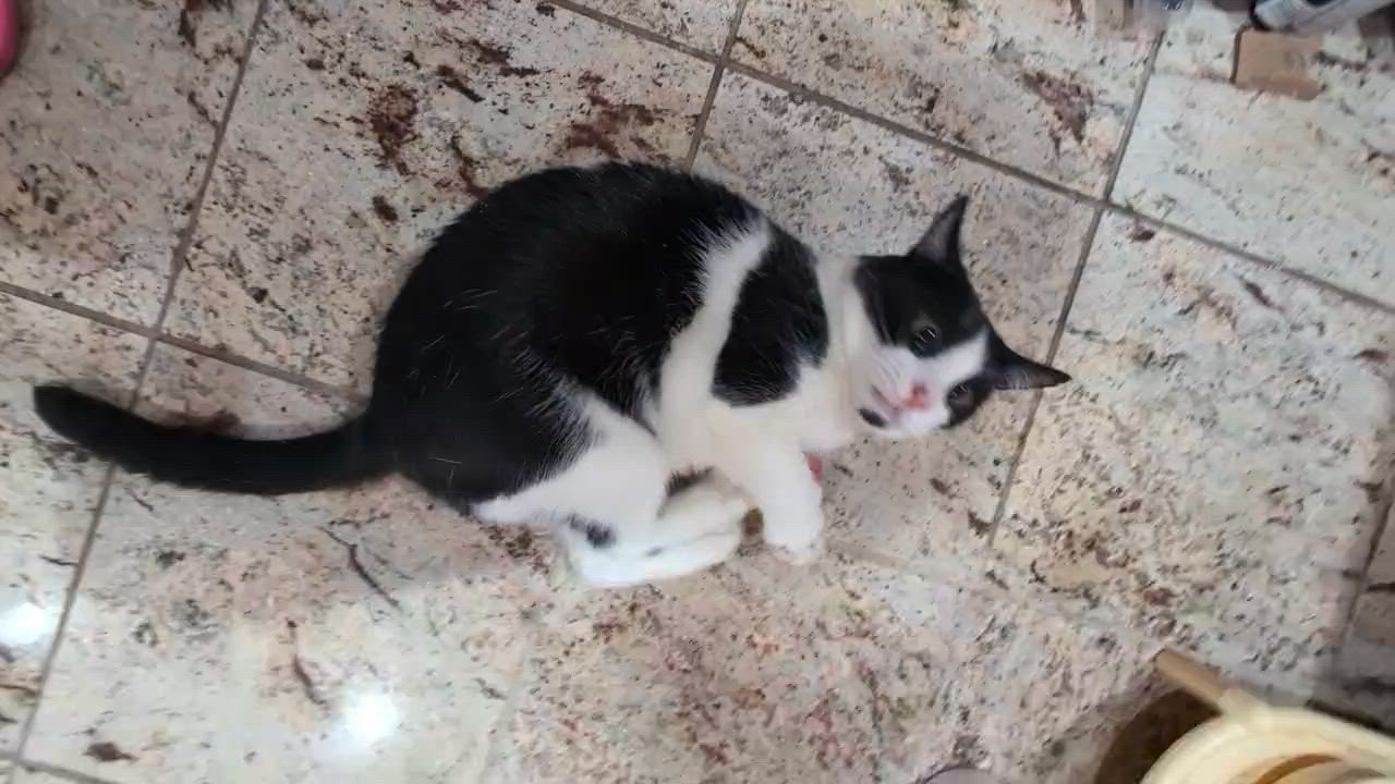 Enlarge Posey (Sweet & affectionate, a ADOPTABLE Domestic Short Hair in Staten Island, NY video 4/5