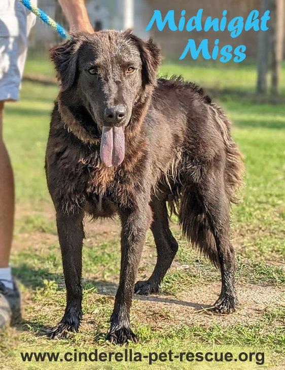 Midnight Miss, Adoptable, Adult Female Flat-Coated Retriever & Shar-Pei.