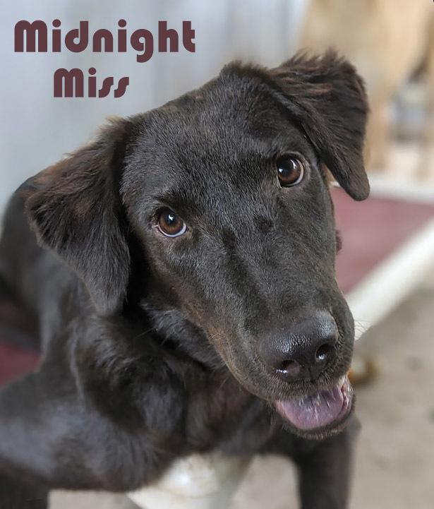 Enlarge Midnight Miss, a Adoptable mixed breed in Mission, TX image 3/6