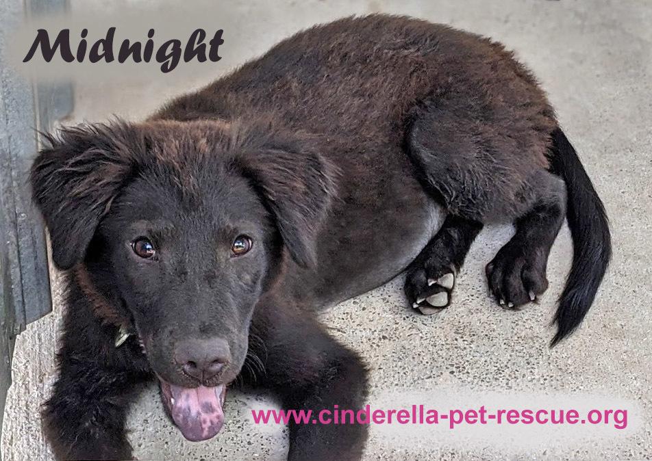 Enlarge Midnight Miss, a Adoptable mixed breed in Mission, TX image 6/6