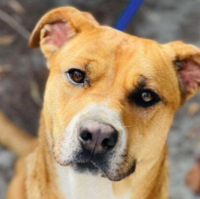 Pebbles, a ADOPTABLE mixed breed in Naperville, IL image 3/6