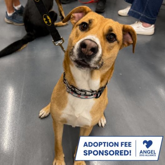 Pebbles, ADOPTABLE, Adult Male Pit Bull Terrier & Labrador Retriever.