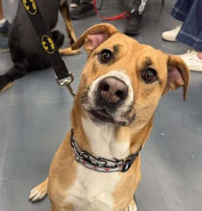 Pebbles, a ADOPTABLE mixed breed in Naperville, IL image 5/6
