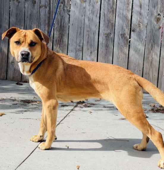 Pebbles, a ADOPTABLE mixed breed in Naperville, IL image 6/6