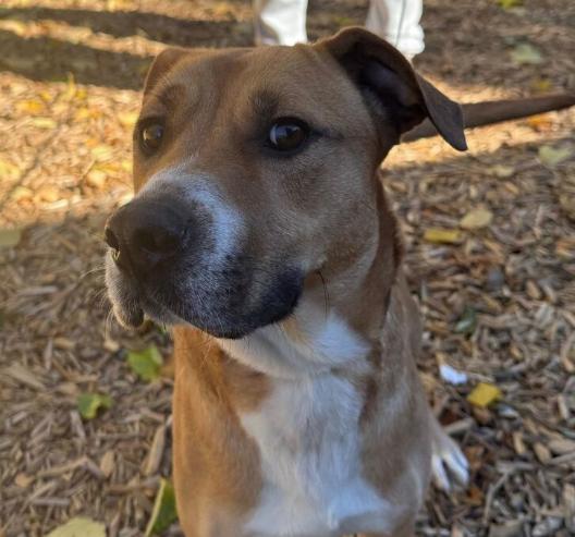Pebbles, a ADOPTABLE mixed breed in Naperville, IL image 4/6