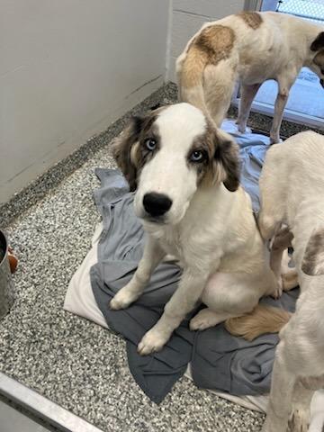 Enlarge Cola, a Adoptable Mixed Breed in Mustang, OK image 1/1