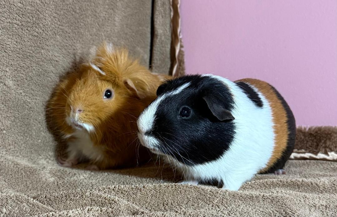 Dean & Sam, ADOPTABLE, Young Male Abyssinian.