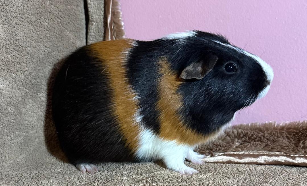 Dean & Sam, a ADOPTABLE Abyssinian in Warren, MI image 3/4