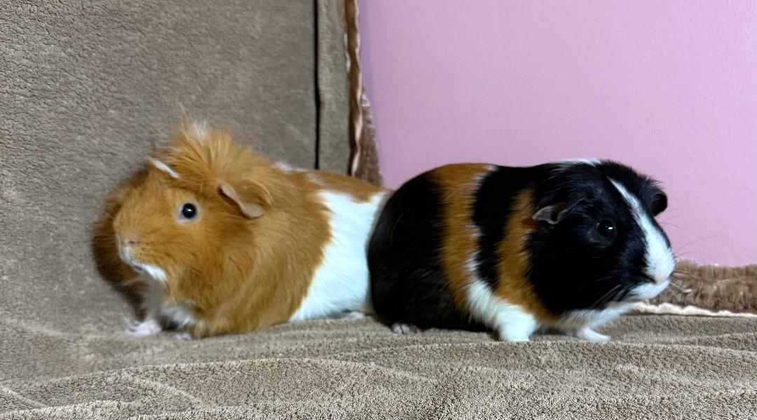 Dean & Sam, a ADOPTABLE Abyssinian in Warren, MI image 4/4