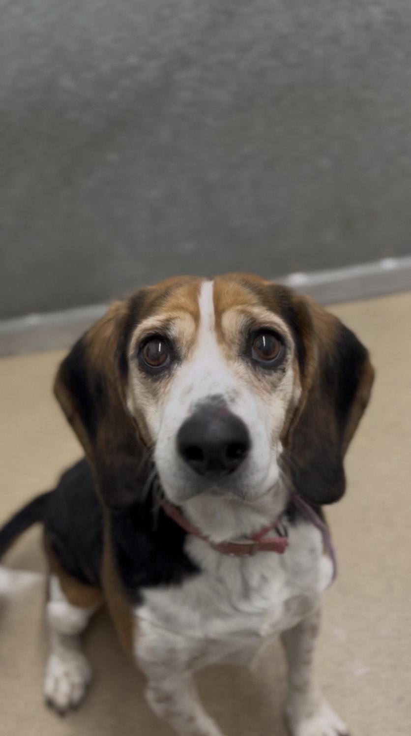 Oliver , adopted, Senior Male Beagle.