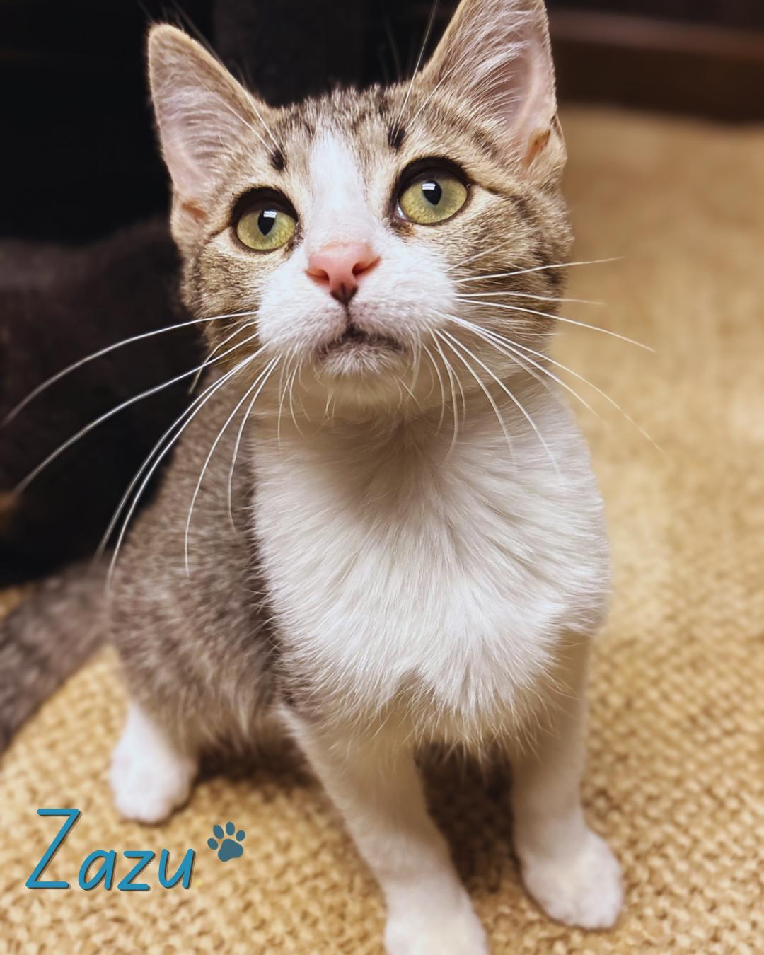 Enlarge Zazu, a ADOPTABLE Domestic Short Hair in Austintown, OH image 1/6