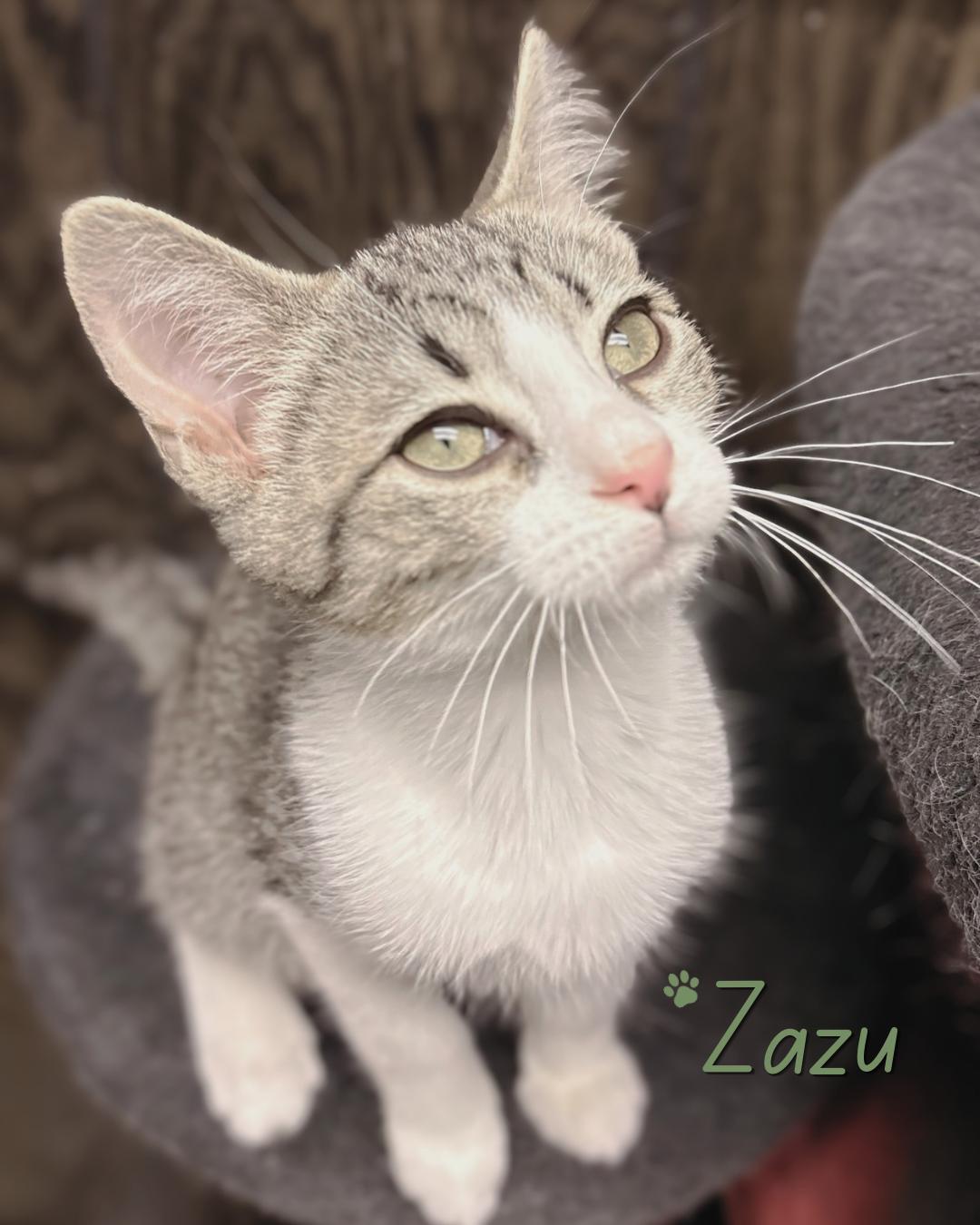 Enlarge Zazu, a ADOPTABLE Domestic Short Hair in Austintown, OH image 5/6
