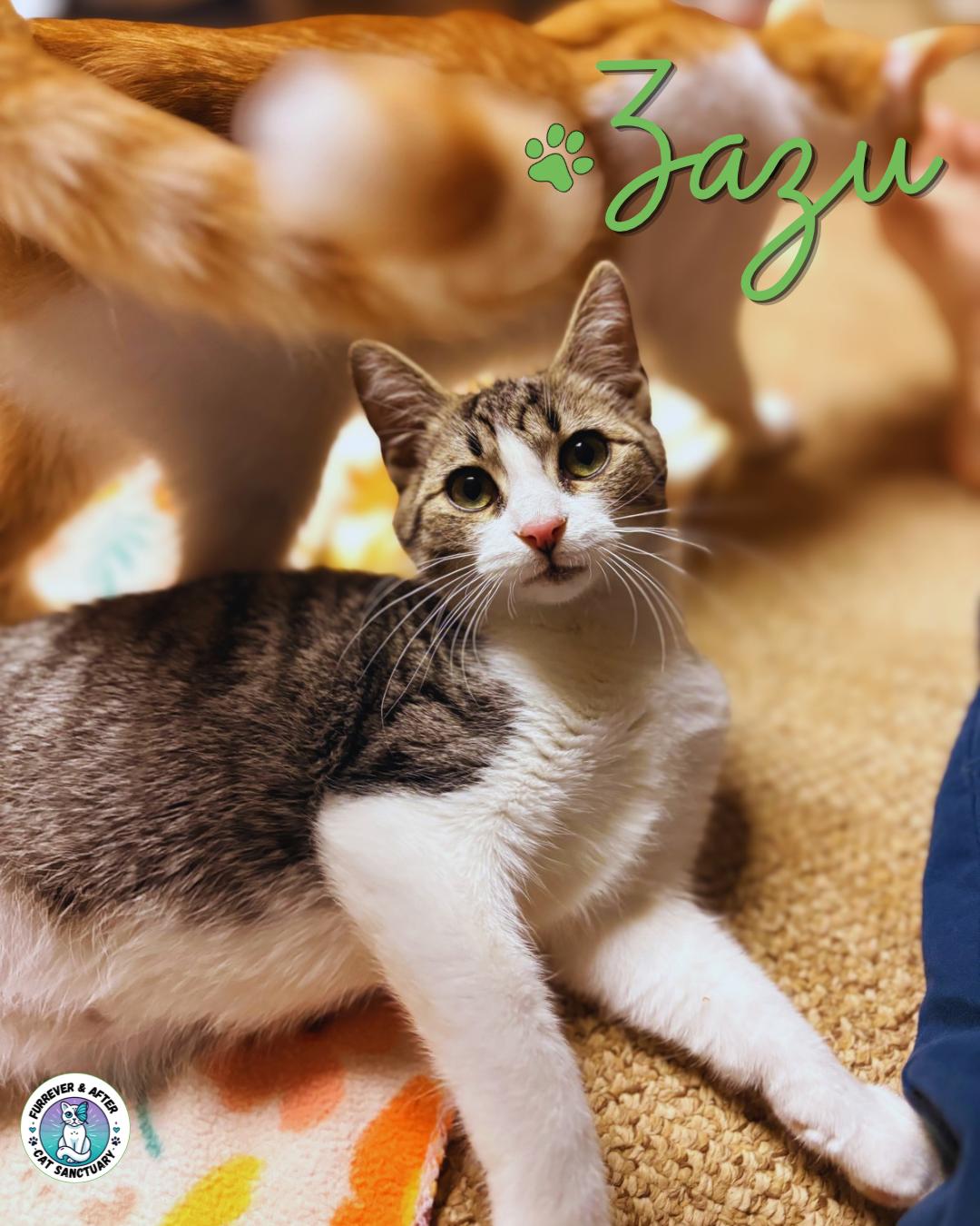 Zazu, Adoptable, Young Male Domestic Short Hair.