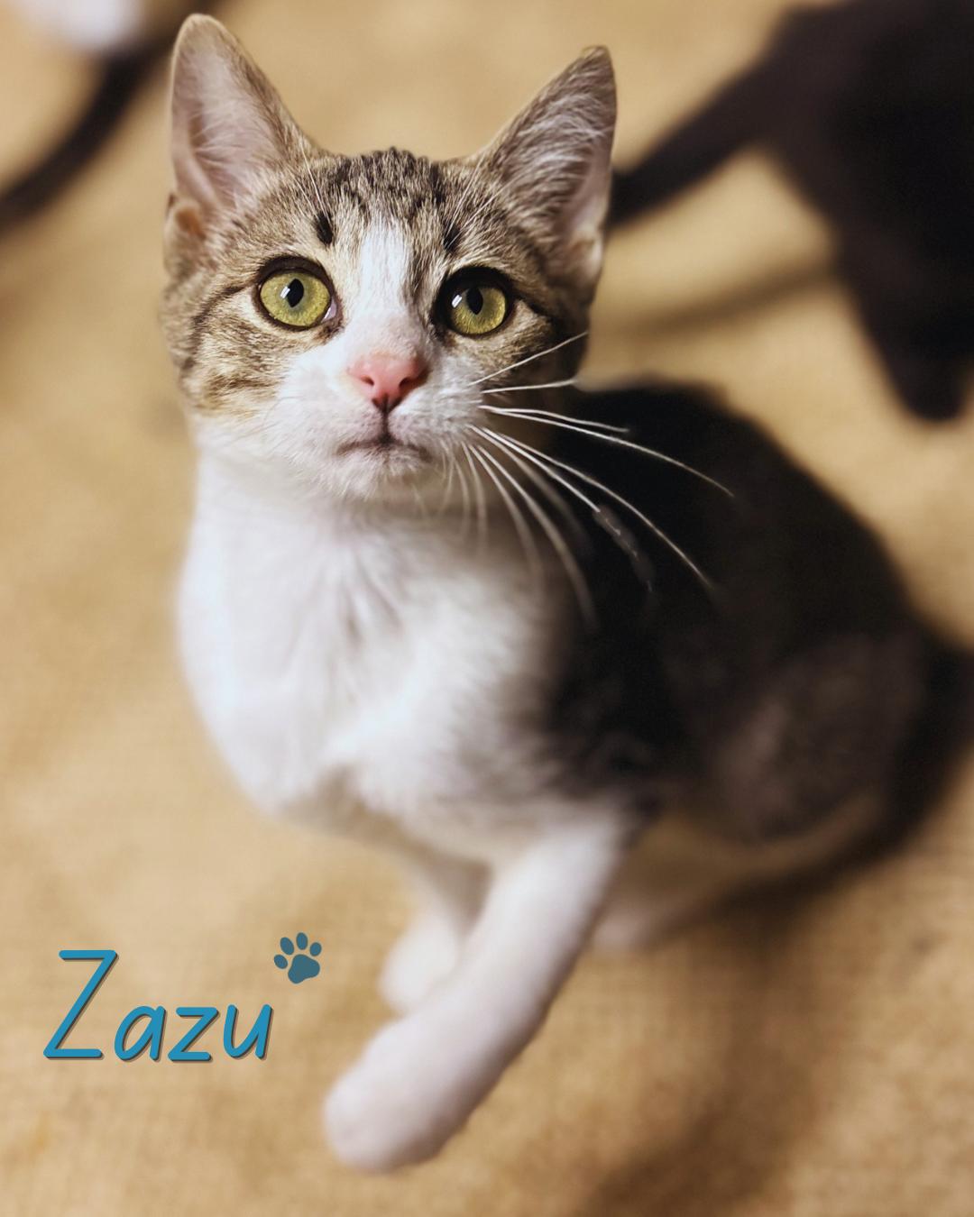 Enlarge Zazu, a ADOPTABLE Domestic Short Hair in Austintown, OH image 4/6