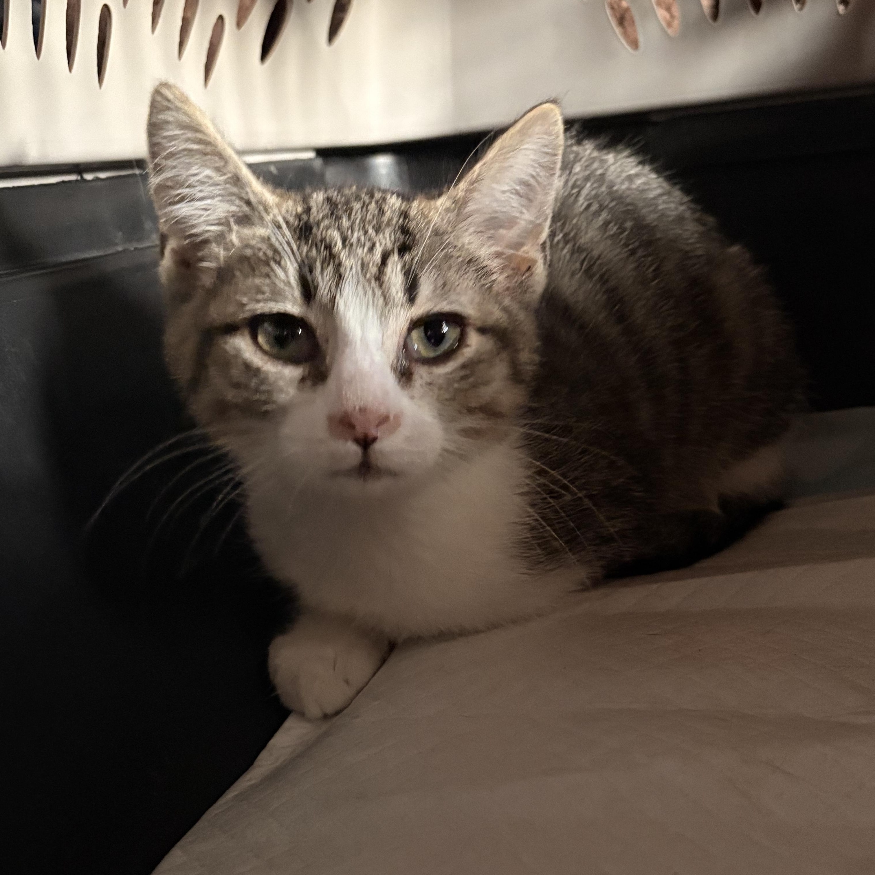 Zazu, a ADOPTABLE Domestic Short Hair in Austintown, OH image 2/2