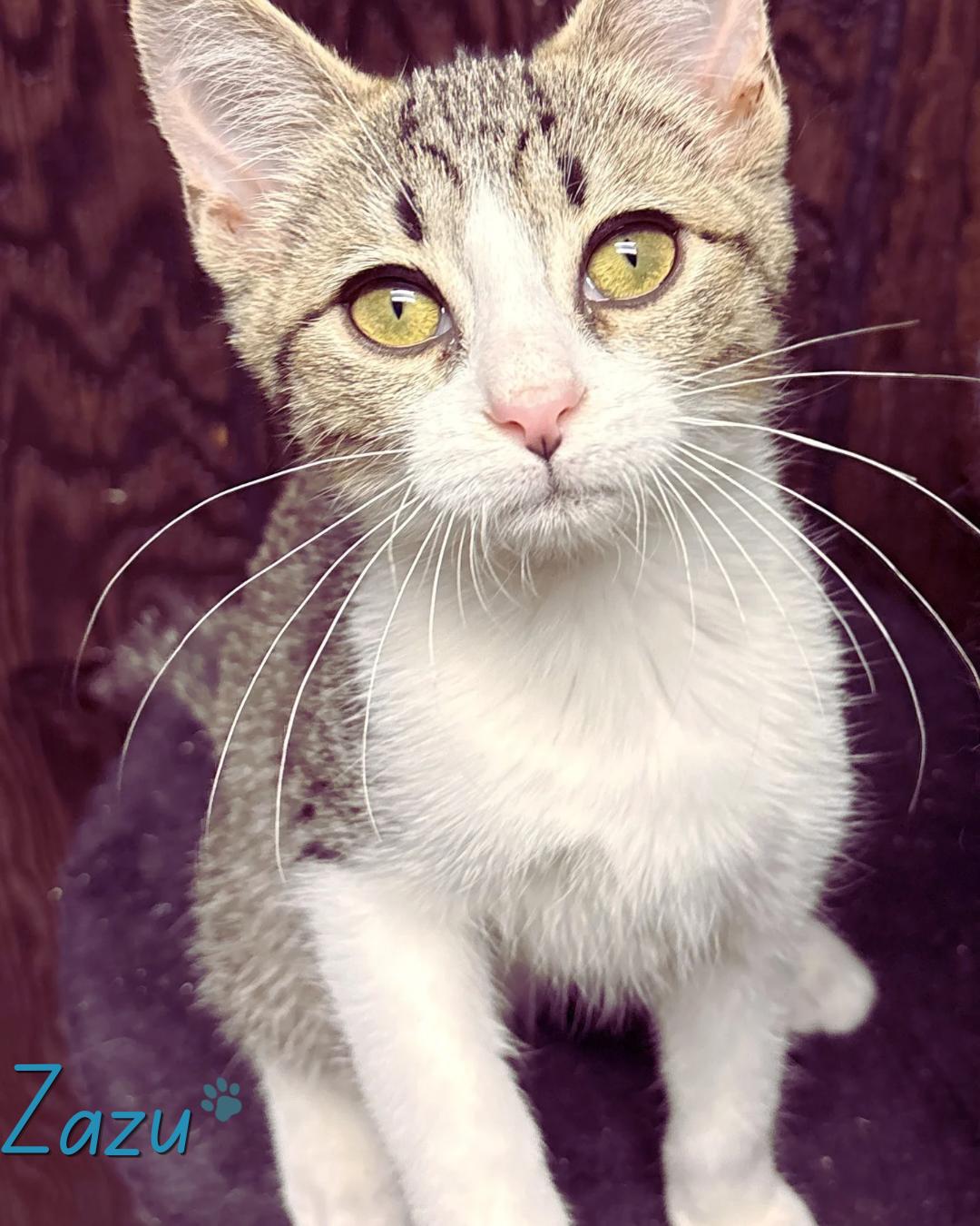Enlarge Zazu, a ADOPTABLE Domestic Short Hair in Austintown, OH image 6/6