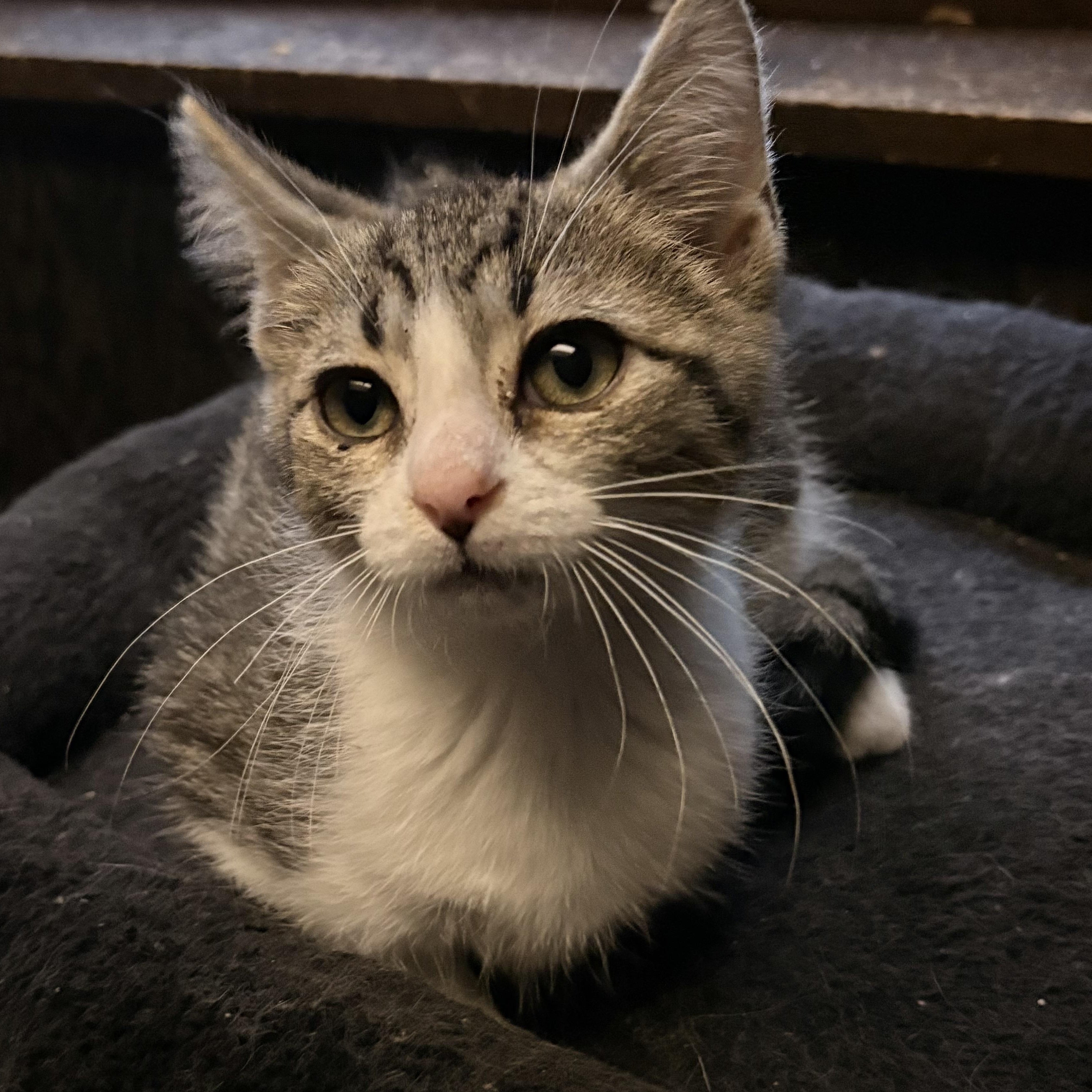 Zazu, ADOPTABLE, Kitten Male Domestic Short Hair.
