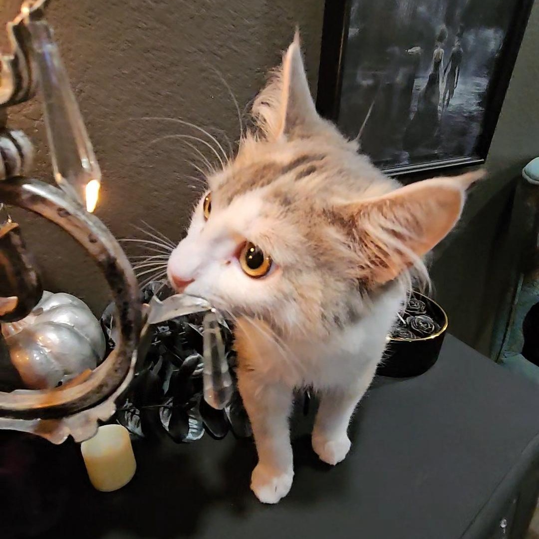Enlarge Lilo, a Adopted Dilute Calico in Willowbrook, IL image 4/6