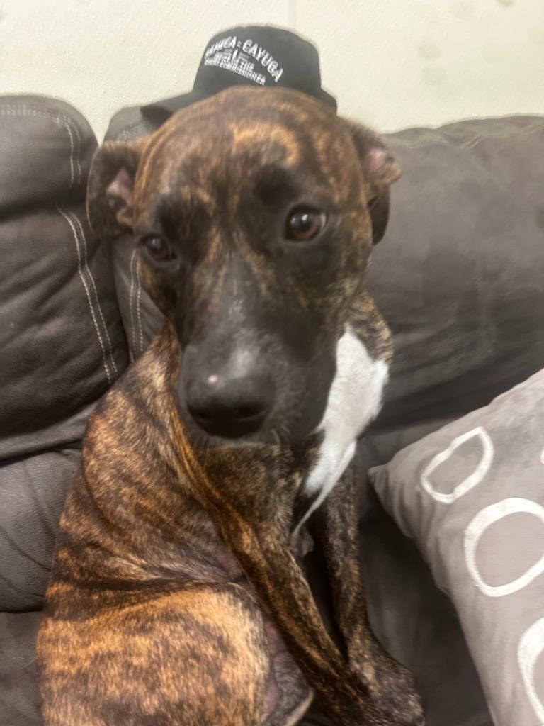 Mystic, Adoptable, Young Female Boxer & Mixed Breed.