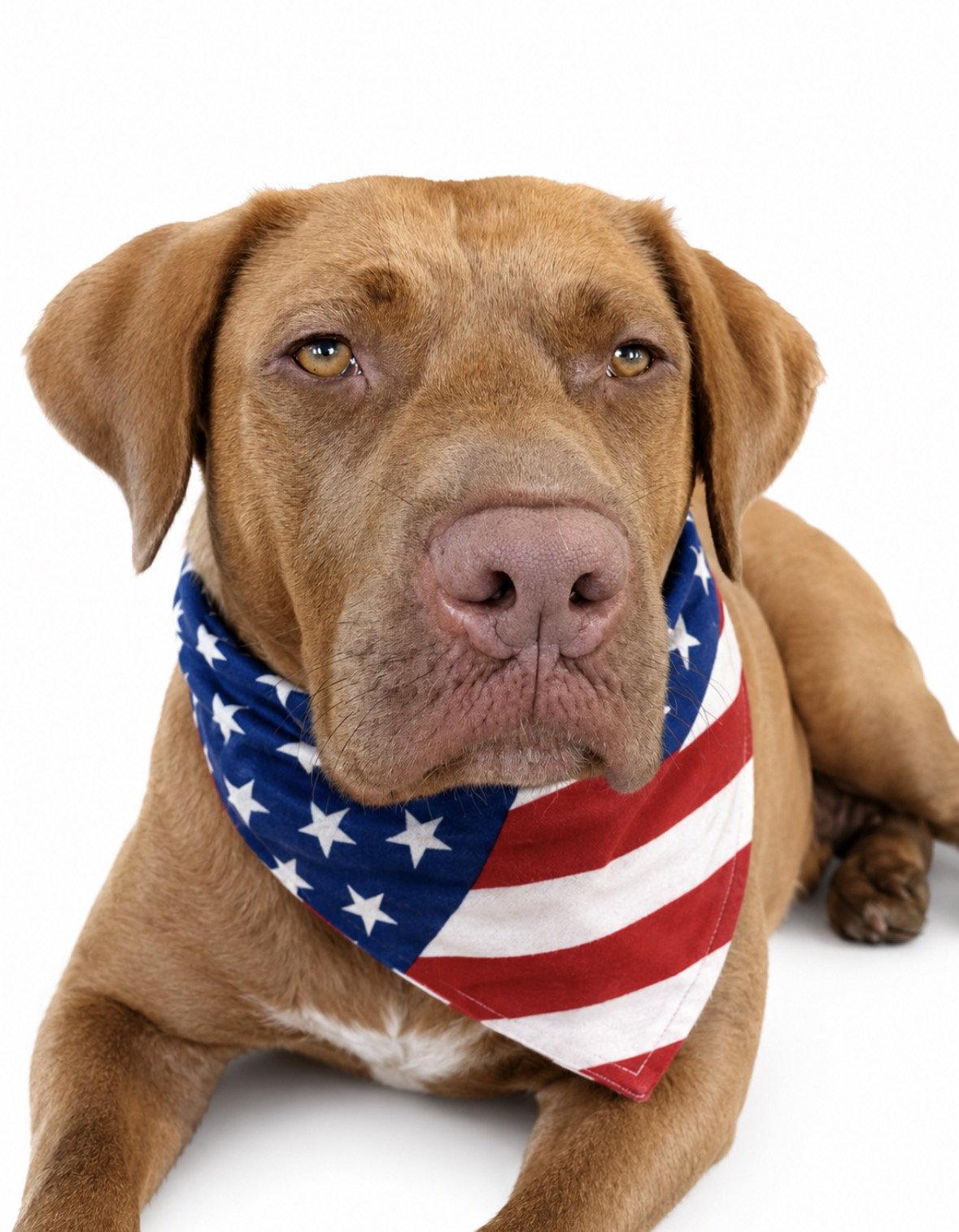 Treasure, Adoptable, Young Female Chocolate Labrador Retriever.
