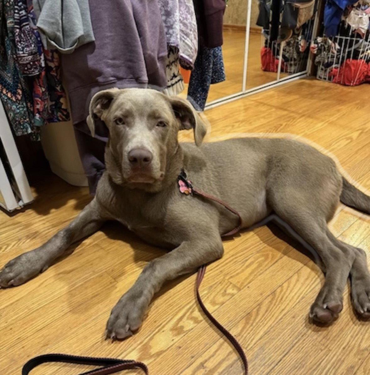 Enlarge Treasure, a Adoptable Chocolate Labrador Retriever in Mount Laurel, NJ image 3/3
