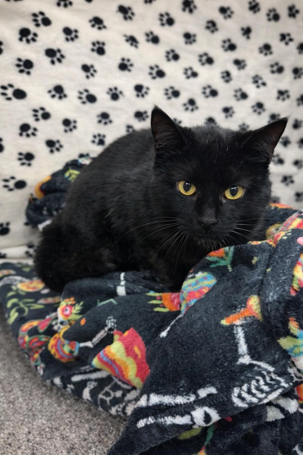 Enlarge Rigby, a Adoptable Domestic Short Hair in Rio Linda, CA image 1/1