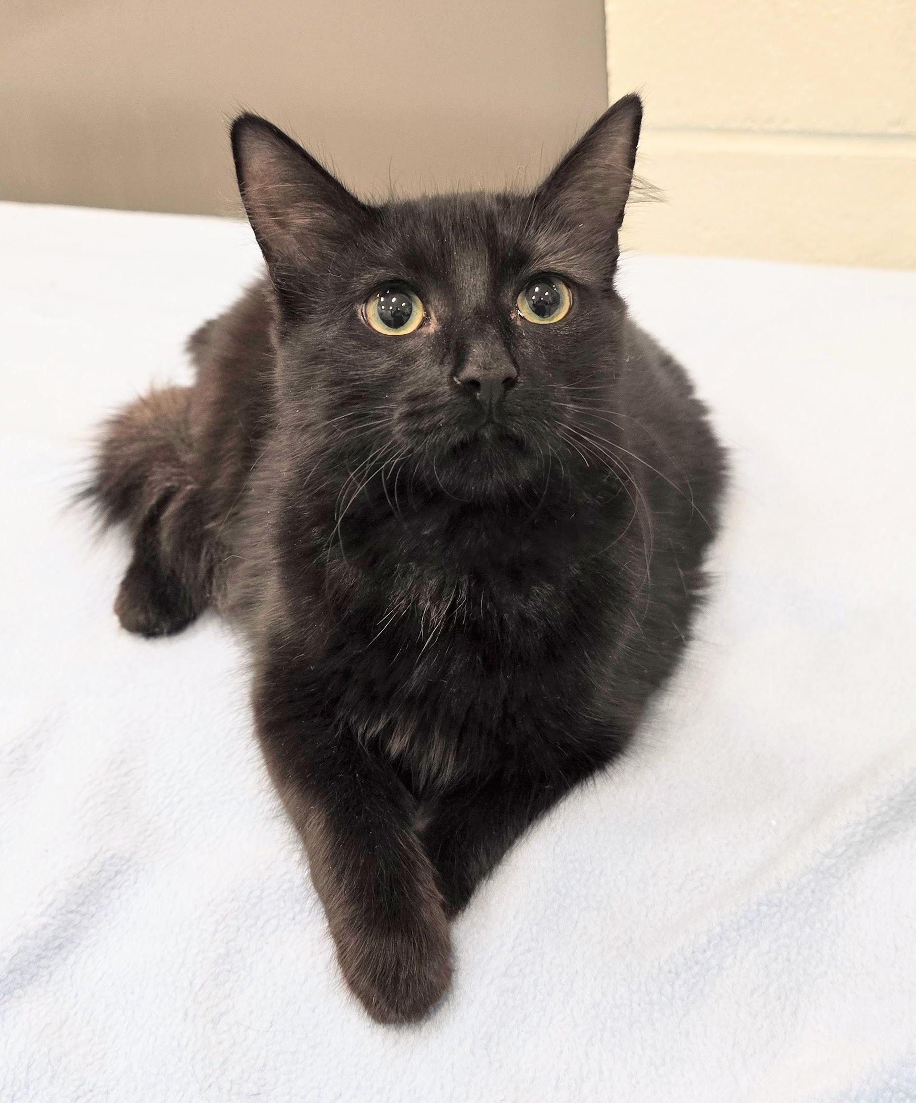 6-163 Renee, adopted, Young Female Domestic Medium Hair.