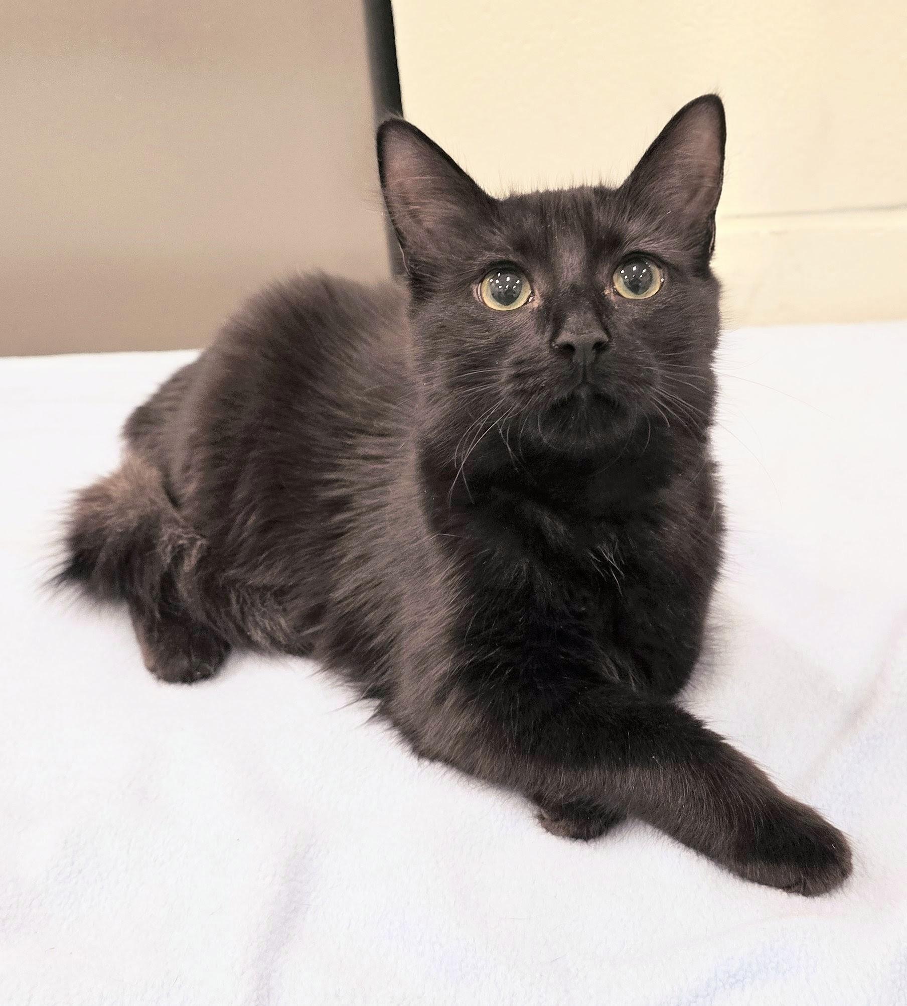 Enlarge 6-163 Renee, an adopted mixed breed in Amityville, NY image 2/3