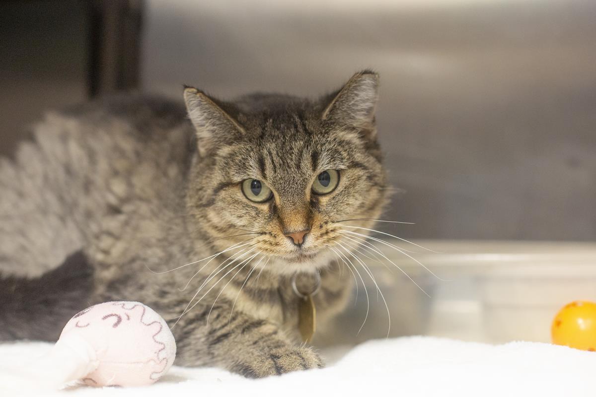 Bailey (Bitsy), Adoptable, Adult Female Domestic Short Hair & Tabby.