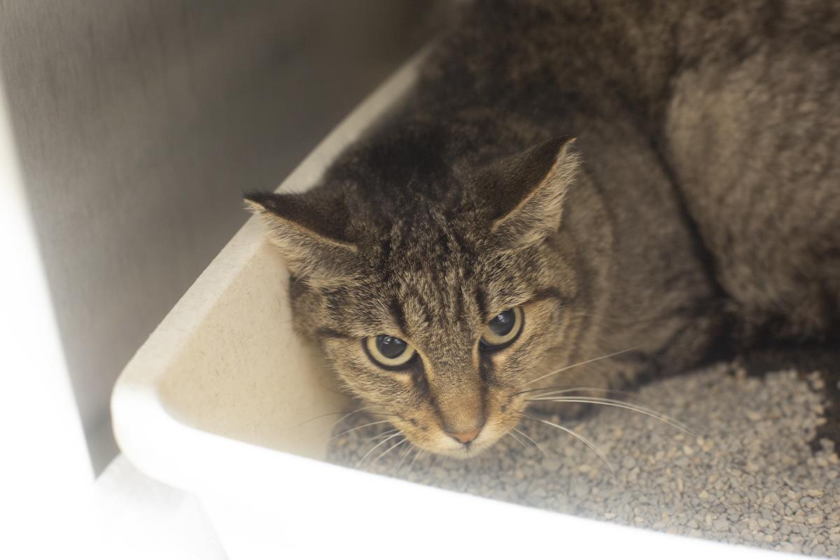 Enlarge Bailey (Bitsy), a Adoptable mixed breed in Mountain Home, AR image 2/2