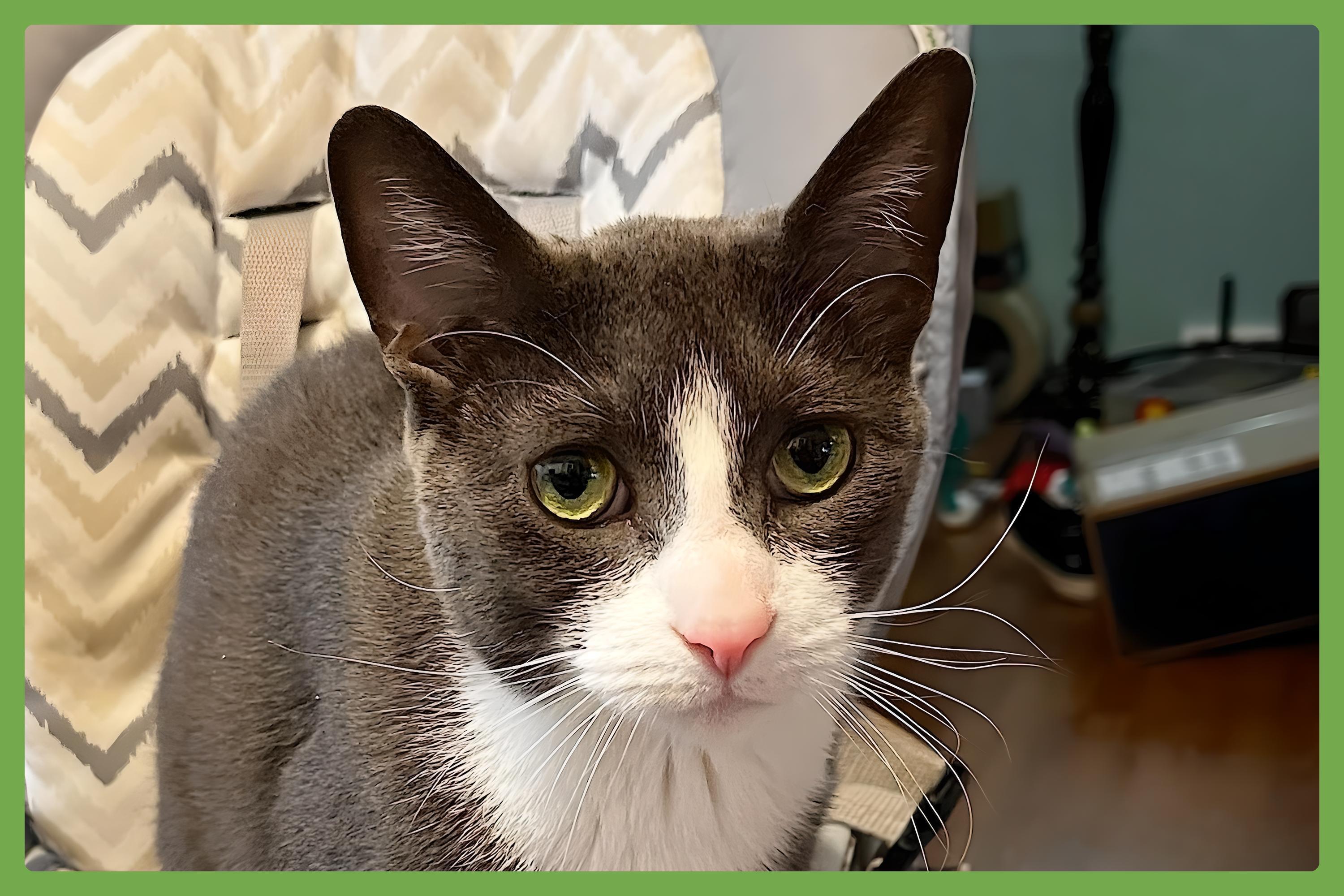 Loki, Adult Female Domestic Short Hair