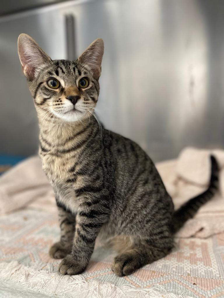 A1 Andrew, Adoptable, Kitten Male Domestic Short Hair.