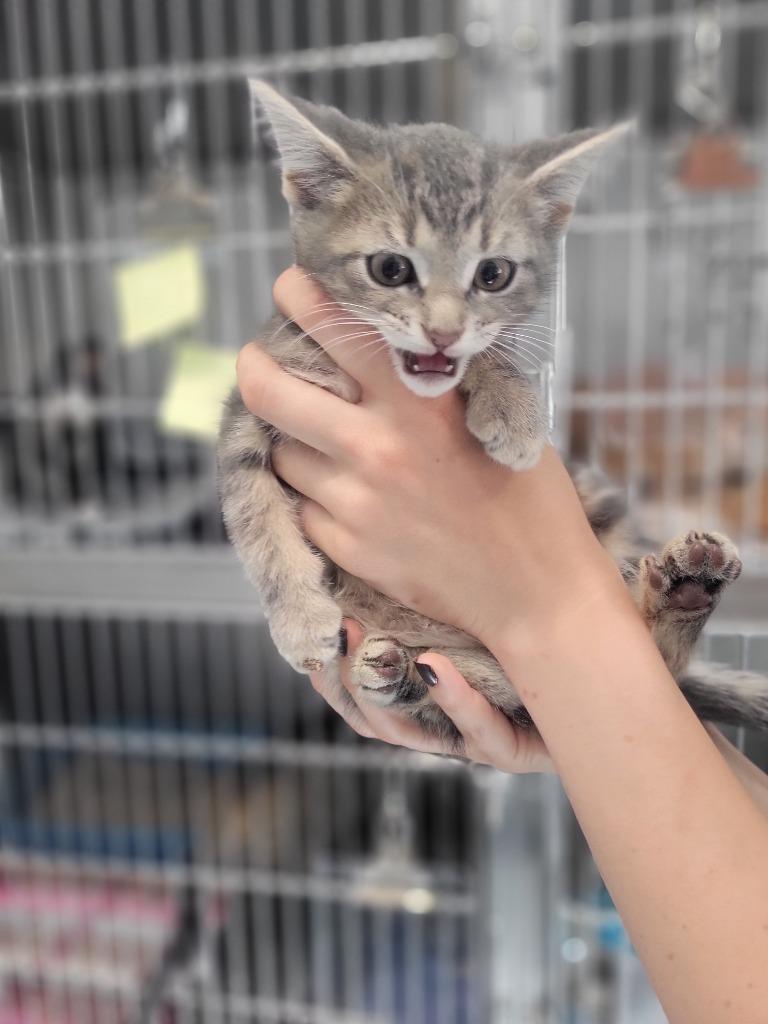 A1 Andrew, Adoptable, Kitten Male Domestic Short Hair.