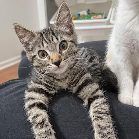 Enlarge Star, a Adoptable Domestic Short Hair in Chapel Hill, NC image 1/5