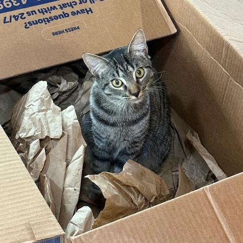 Enlarge Star, a Adoptable Domestic Short Hair in Chapel Hill, NC image 3/5