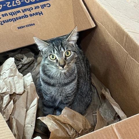 Enlarge Star, a Adoptable Domestic Short Hair in Chapel Hill, NC image 4/5