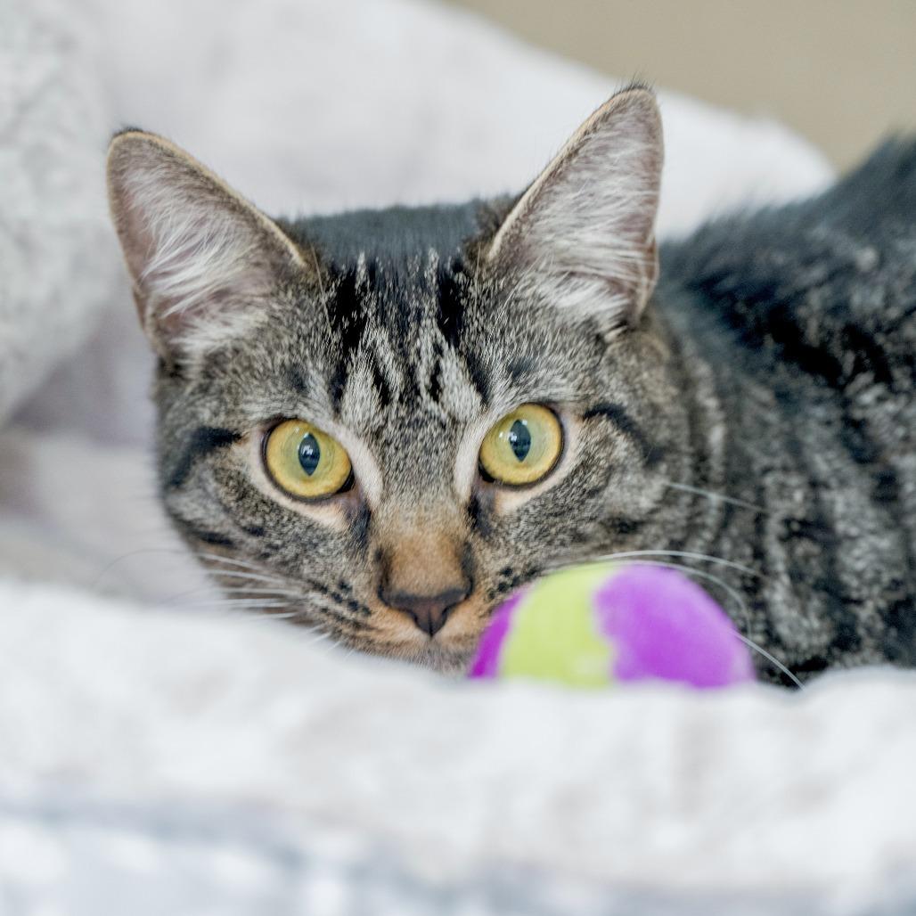 Enlarge Star, a Adoptable Domestic Short Hair in Chapel Hill, NC image 3/4