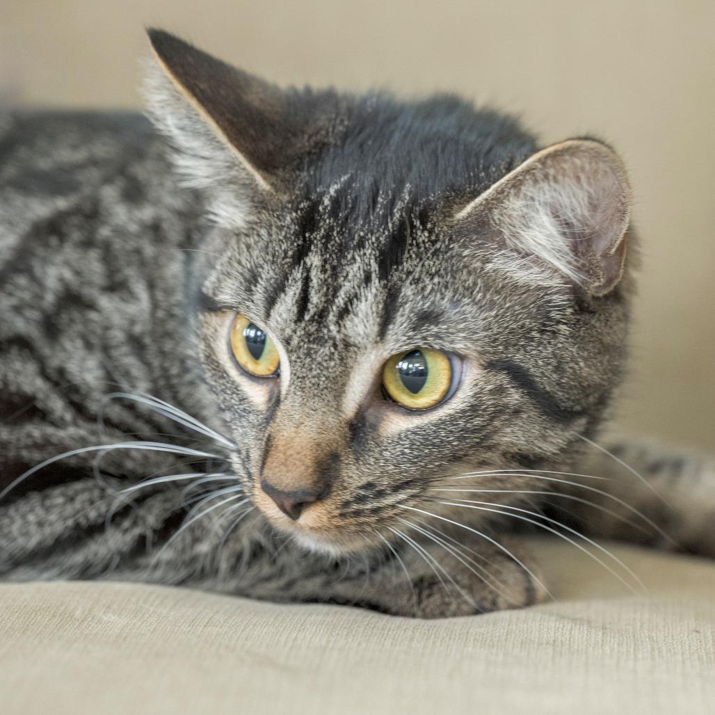 Enlarge Star, a Adoptable Domestic Short Hair in Chapel Hill, NC image 4/4