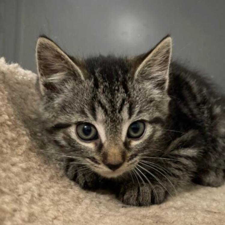 Enlarge Star, a Adoptable Domestic Short Hair in Chapel Hill, NC image 5/5