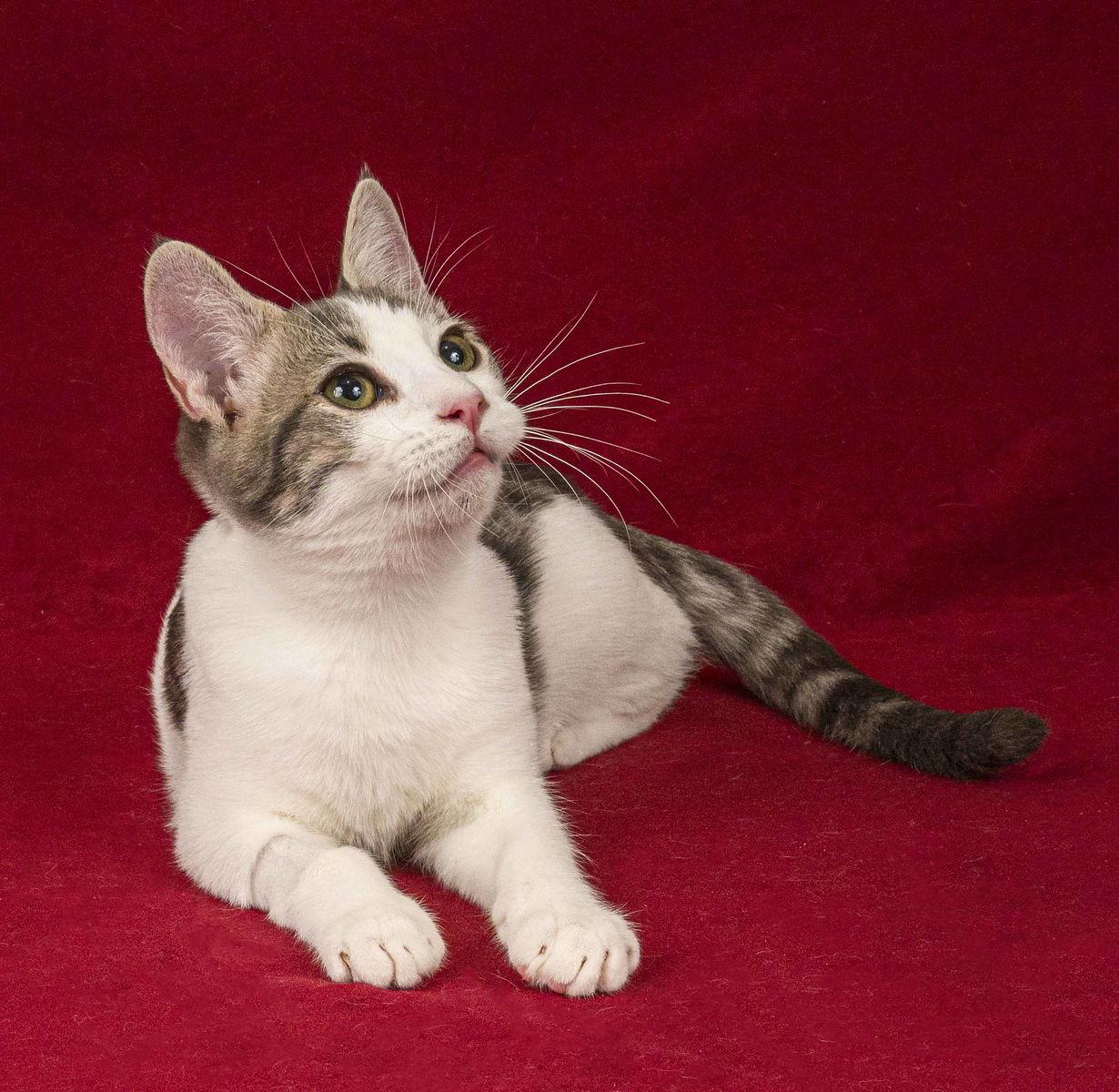 Enlarge Quill, a Adoptable Domestic Short Hair in Davis, CA image 1/3