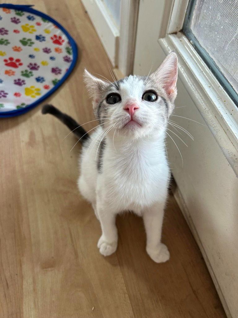 Enlarge Quill, a Adoptable Domestic Short Hair in Davis, CA image 2/3