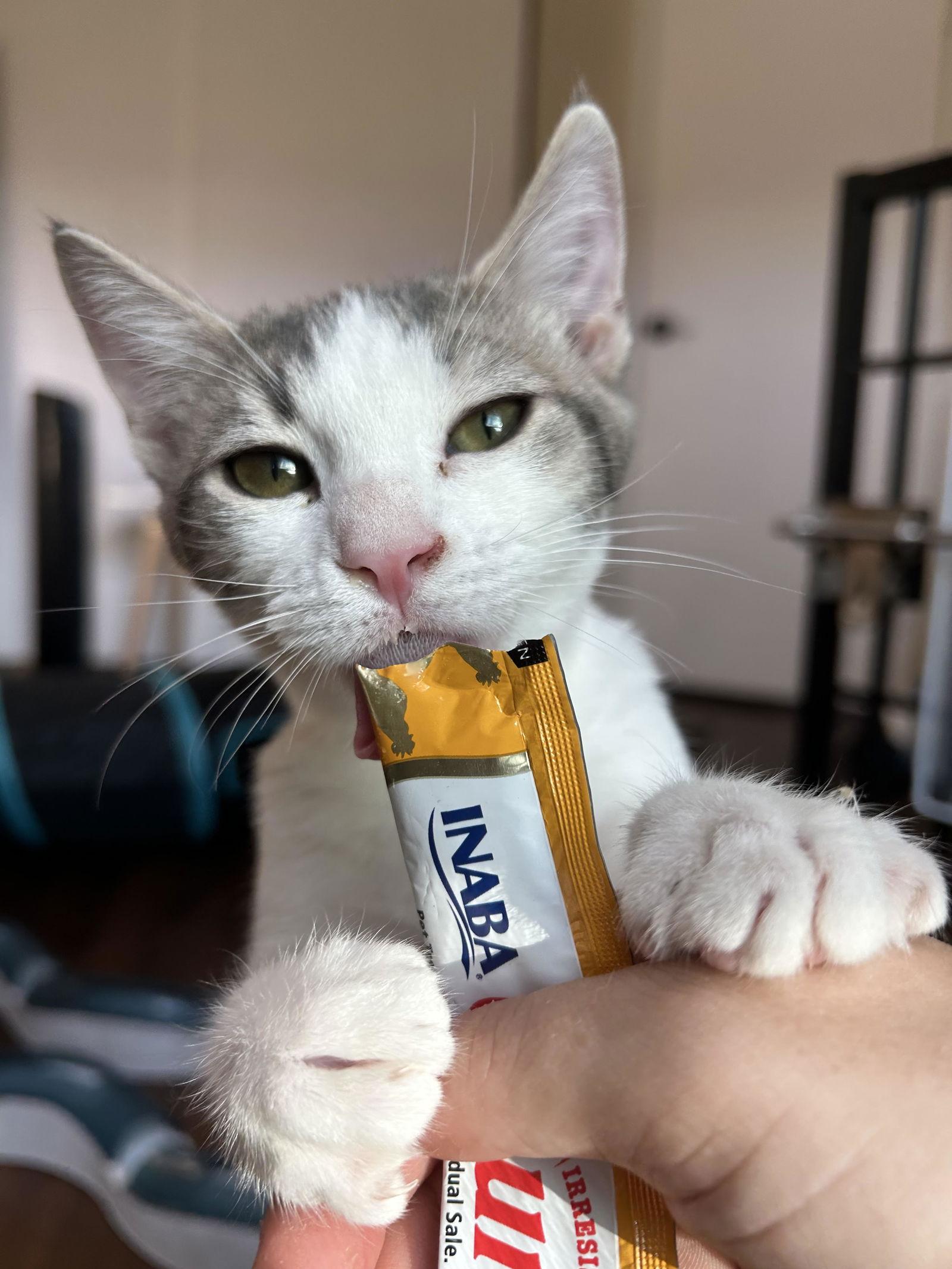 Enlarge Quill, a Adoptable Domestic Short Hair in Davis, CA image 3/3