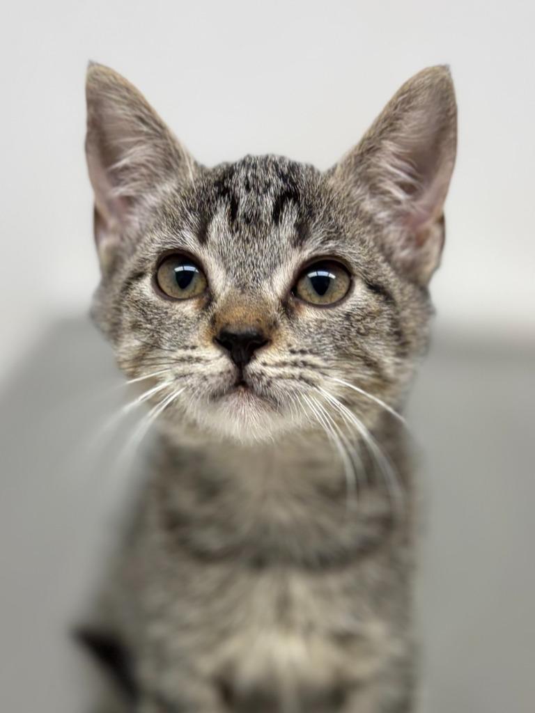 Spice, Adoptable, Kitten Female Domestic Short Hair.