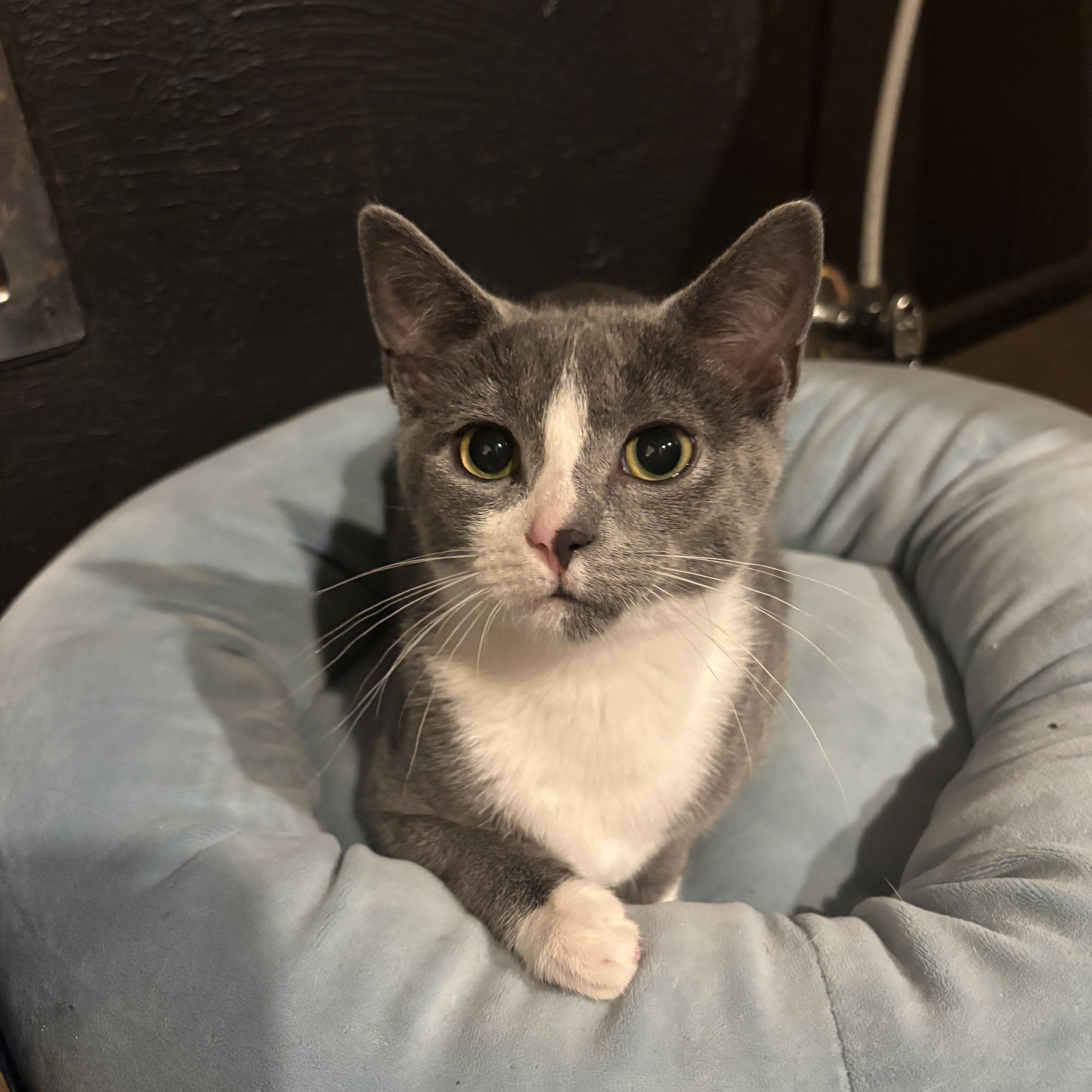 Enlarge Grayson, a ADOPTABLE American Shorthair in Brookville, PA image 2/2