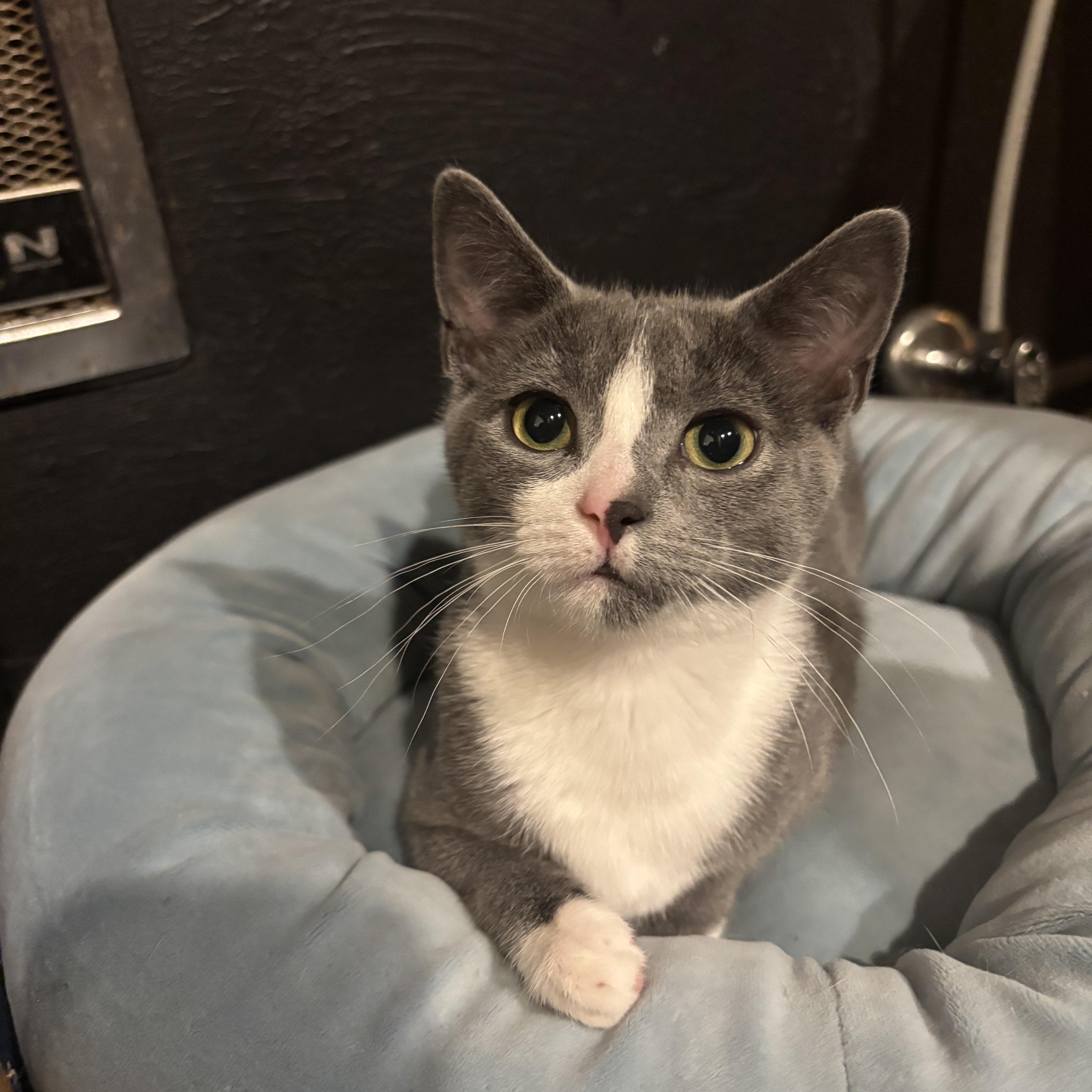 Enlarge Grayson, a ADOPTABLE American Shorthair in Brookville, PA image 1/2